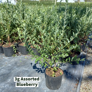 September 2022 3g Assorted Blueberry
